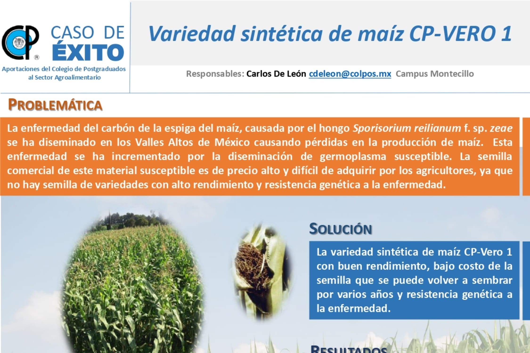 Variedad Sintética de maiz CP-VERO 1