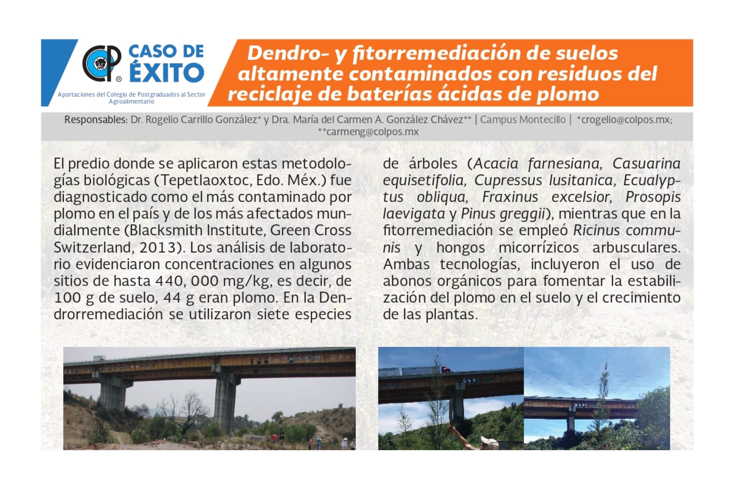 Dendro- y fitorremediación de suelos altamente contaminados con residuos del reciclaje de baterías ácidas de plomo.