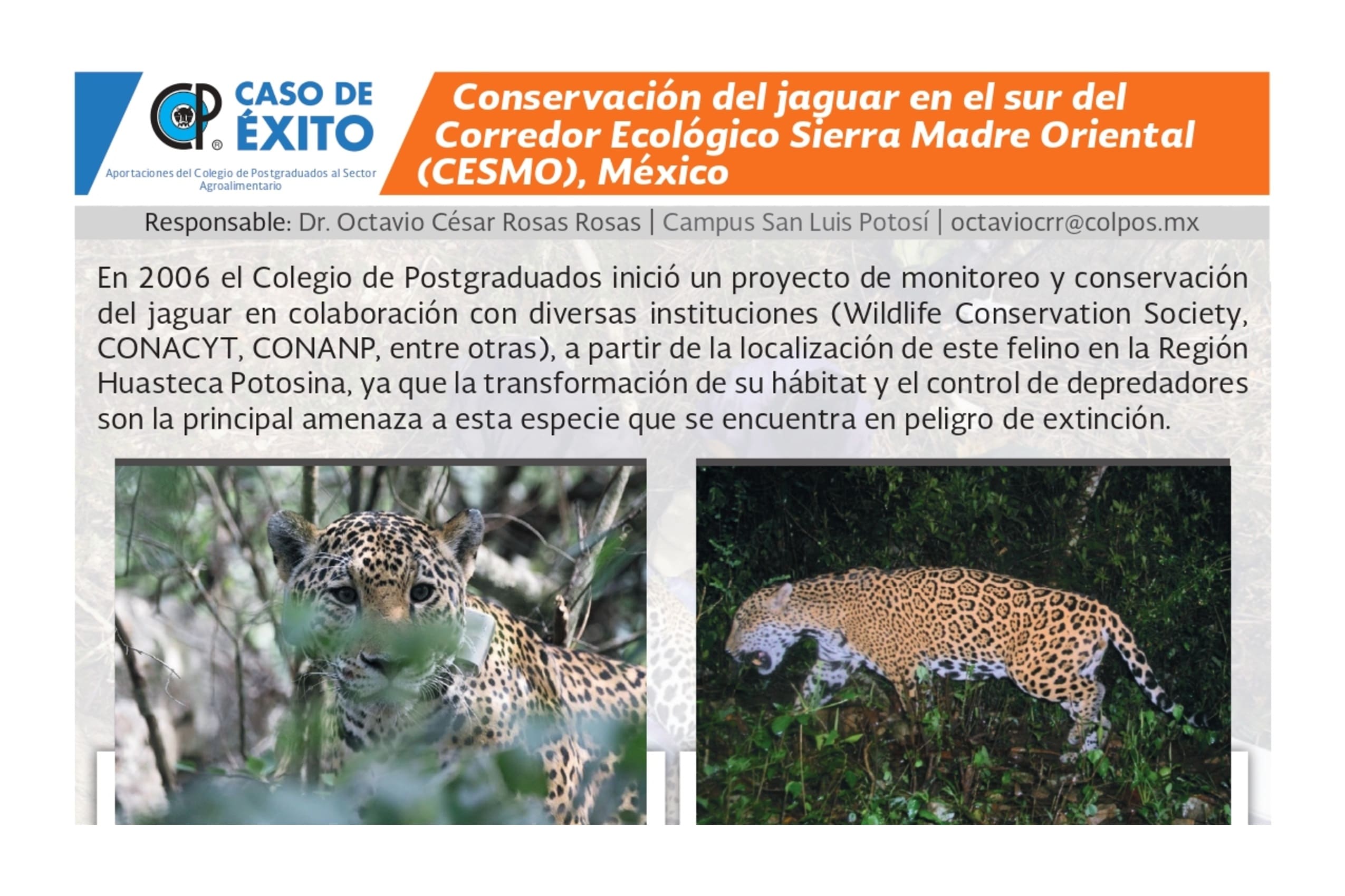 Conservación del jaguar en el sur del Corredor Ecológico Sierra Madre Oriental (CESMO), México.