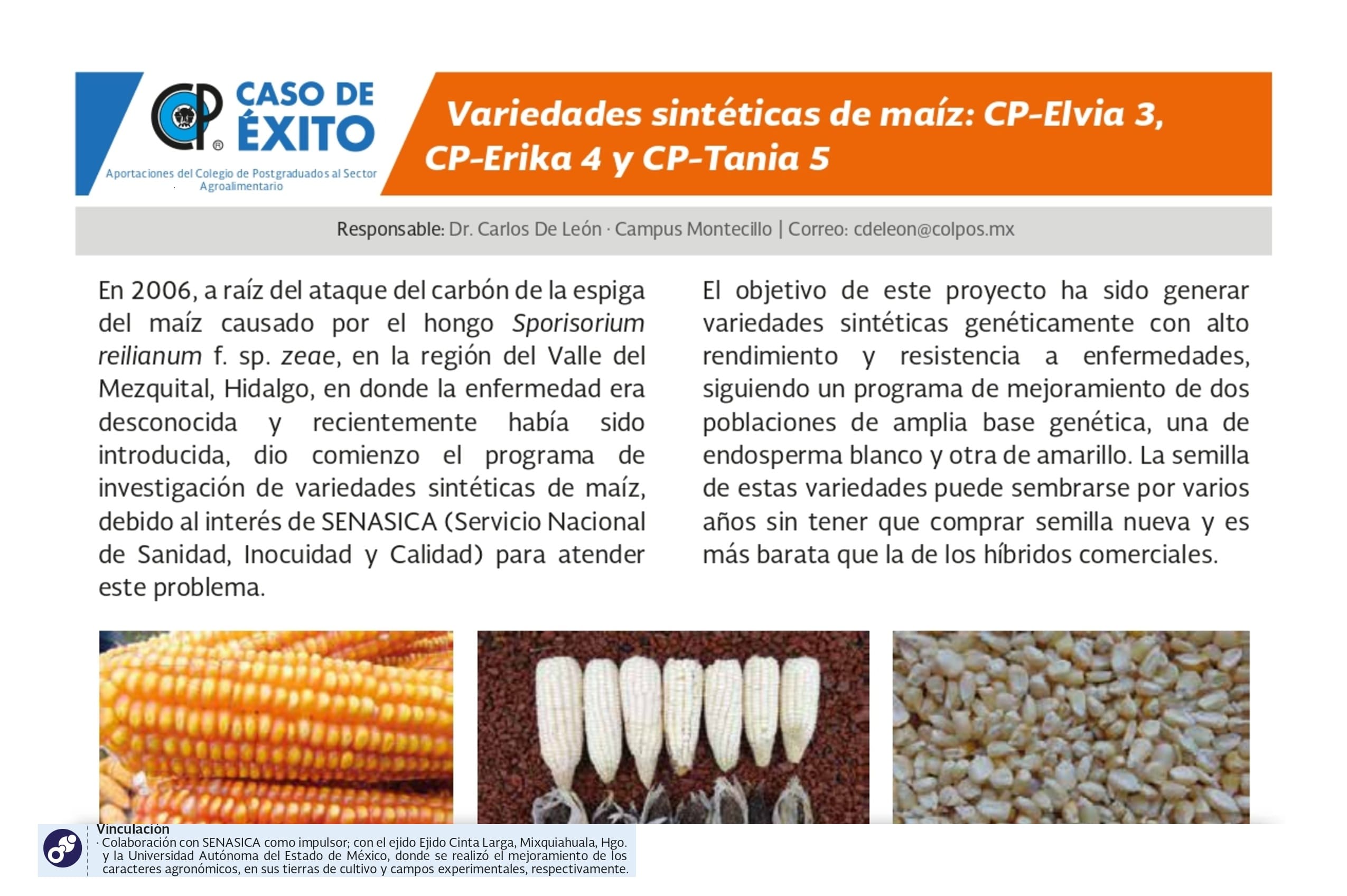 Variedades sintéticas de maíz: CP-Elvia 3, CP-Erika 4 y CP-Tania 5.