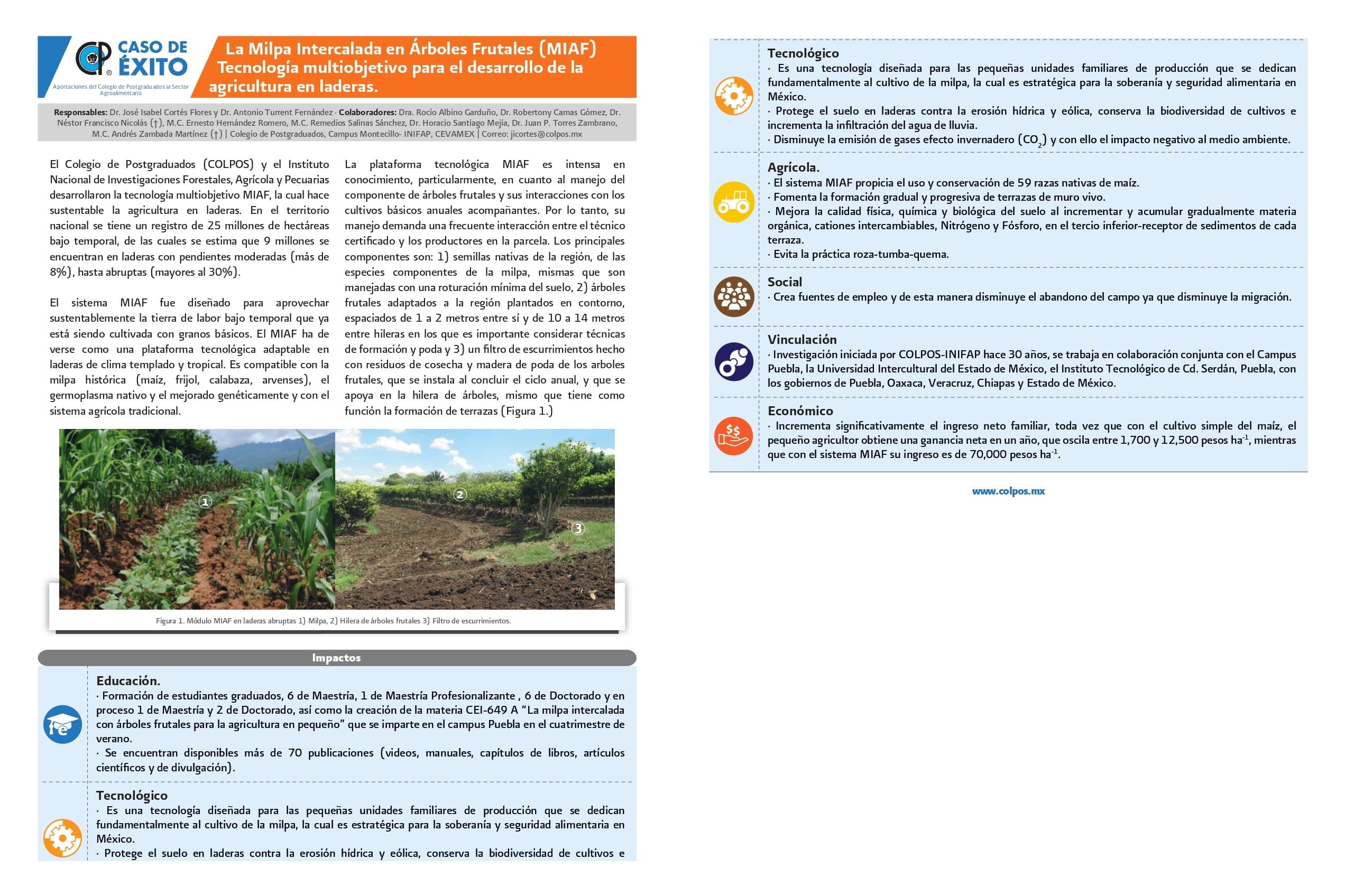 La Milpa Intercalada en Árboles Frutales (MIAF) Tecnología multiobjetivo para el desarrollo de la agricultura en laderas