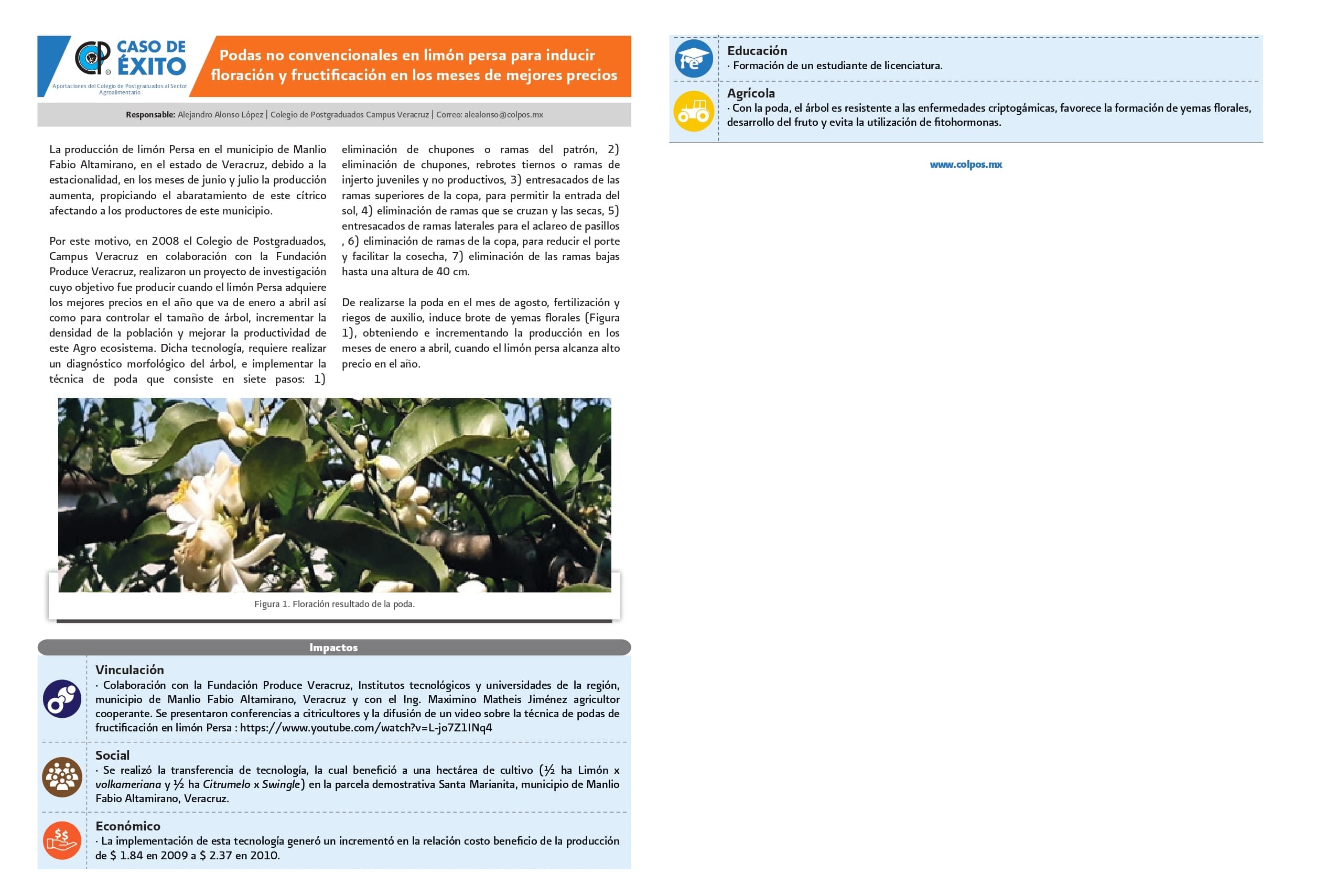 Podas no convencionales en limón persa para <br /> inducir floración y fructificación en los meses de mejores precios.