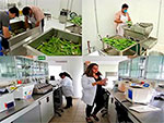 Laboratorio de sanidad vegetal sección fitopatología