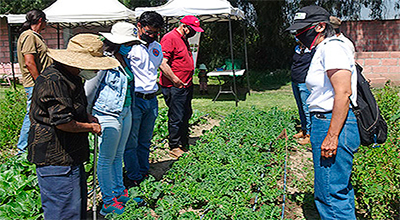 Sistematización y transferencia de tecnologías de manejo de suelos a productores orgánicos de hortalizas en Texcoco, estado de México