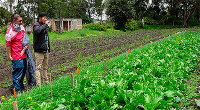 Sistematización y transferencia de tecnologías de manejo de suelos a productores orgánicos de hortalizas en Texcoco, estado de México