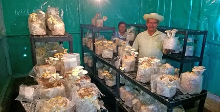 Sistemas_alimentarios_forestales